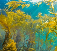 Dense kelp forest just below the surface of the water